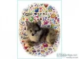 CKC Blue Merle Pomimo Puppy