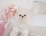 White Teacup Pomeranian for Re Homing