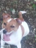 Female Jack Russell Terrier