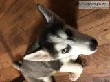 3 Month Old Female Siberian Husky