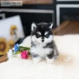 Happy Teacup Pomsky