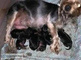 Yorkies