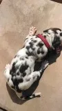 Great Dane Puppies