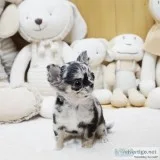 Micro Chihuahua male and female
