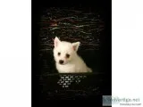 CKC Miniature American Eskimo Puppy