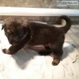 German Shephard Czechoslovakian AKC puppies
