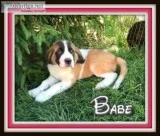 Babe Female Saint Bernard