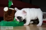 French bulldog puppies for sale