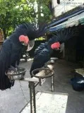 black palm cockatoos Supplies (Rescue)