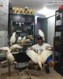 Cockatoo Parrots (Galah and Umbrella )