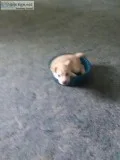 Pitsky puppies