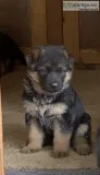German Shepard
