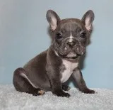 AKC BlueTri Carrier French Bulldog Puppy Boy (Jodi)