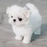 Royal Micro Maltese Puppies