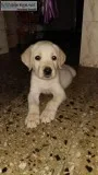 Labrador female puppy age 3 months