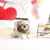 gorgeous Mini French Bulldog