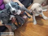 Pitbull puppies