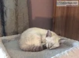 34 bengal 14 siamese