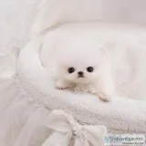 White Micro Teacup Pomeranian