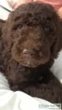 Standard poodle
