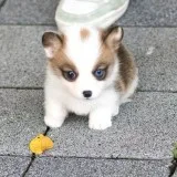 beautiful teacup Corgi