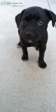 PIT MIX PUPPY 6WK