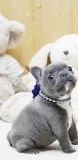 Blue Mini French Bulldog Puppies