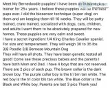 Bernedoodle puppies 7 weeks ready soon
