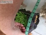 Large wheel Barrow ornament