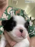 BlackWhite AKC Male &quotTim Tebow&quot puppy