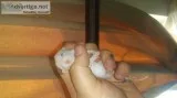 Baby rats