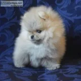 AKC adorable Pomeranian