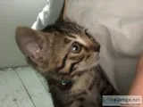 Bengal kittens
