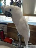 Talking Cockatoo Parrots For Adoption