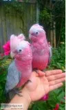 5 Galah Cockatoo Baby parrots