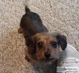 Mini dachshund
