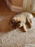 Chow Chow Pup