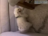 Purebred Maltese