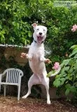 White Lab Pit Bull Mix Male 1 12 years old needs a new home