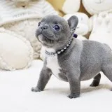 Blue Mini French Bulldog Puppies for sale