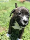 Puppies looking for a good new home