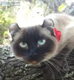 HighlanderBlue Eyed FemaleTICA reg.