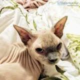 Sphynx pair