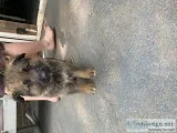 German Shepherd puppies