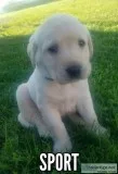 AKC ENGLISH YELLOW LAB MALE Pup