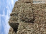 Grade A Horse Hay straight orchard grass