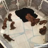 Boxer Puppies