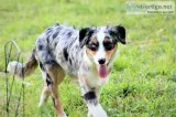 Australian Shepherd