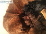 Akc Newfie puppies born 6219