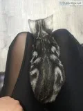 Bengal kittens silver marbled